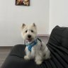 小盯裆 profil fotoğrafı