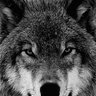 Lobo_cero profil fotoğrafı