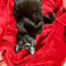Фото профиля Linda W S ☮️ 🐈⬛