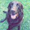 Profilbild von rocco