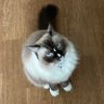 Profilbild von ApolloArcher1