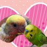 Profilbild von ぴ～ちゃん🕊️