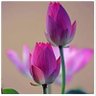 Фото профиля Shaheen