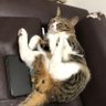 Фото профиля トラのにゃんたま