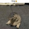 Greg 👍 的头像