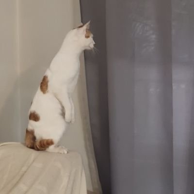 Divididos_Sumo's profile picture