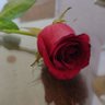 SOL profil fotoğrafı