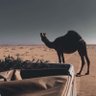 الغناوي's profile picture