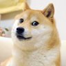 Фото профиля Mr_Dog