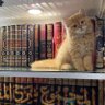 ضيغمي's profile picture