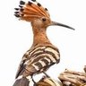Фото профиля العمودي كارز