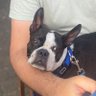 Pet Lover's profile picture