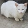 猴头菇 的头像