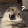 dengsheng's profile picture