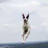 SENDOR DOG profil fotoğrafı