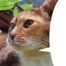 あさのさくら🌸 profil fotoğrafı