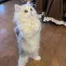 ひーちゃん profil fotoğrafı