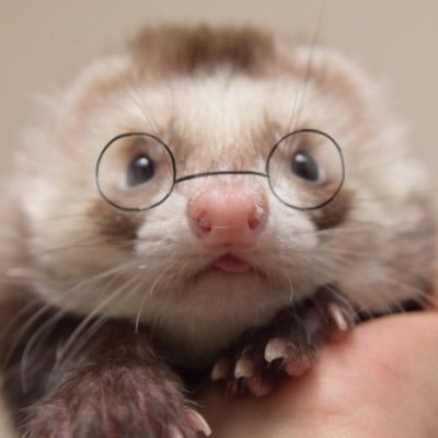 kaho_ferret's profile picture