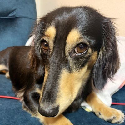 castlekanchan88's profile picture
