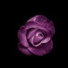 SearchingForMeaning's profile picture