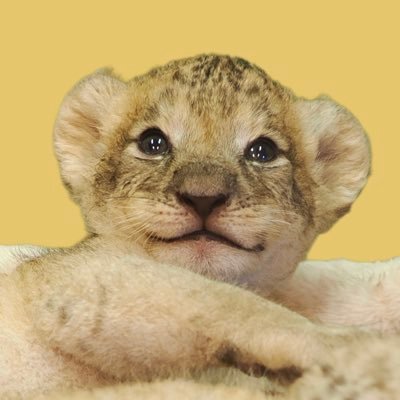 ciaodelpieco's profile picture
