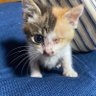 nekomania profil fotoğrafı