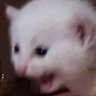 Profilbild von I’mNotABotISwear