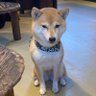 みこじろう 的头像