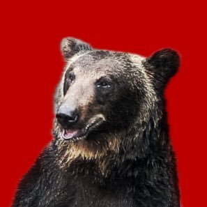abaraya_ok's profile picture