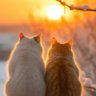 Red heart-sunward（🇨🇳互fo互赞） profil fotoğrafı