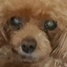 Profilbild von おせちさん