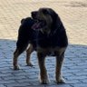Фото профиля black dog