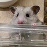 ハマタロー 的头像