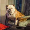Zhorn007ZZ profil fotoğrafı