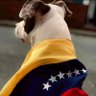 Chivo 🇻🇪. profil fotoğrafı