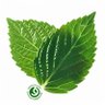EcoChicWild's profile picture