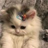 ℱ's profile picture
