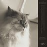 Yumeto profil fotoğrafı