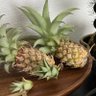 パイン🍍孤独初マタ's profile picture