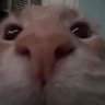 bingus's profile picture