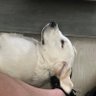 Sweet Beis profil fotoğrafı