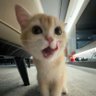 喜欢小猫 profil fotoğrafı