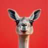 HahaHype's profile picture