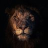Lion🦁's profile picture