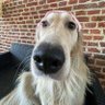 Profilbild von sash