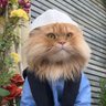 Muslim CatMan's profile picture