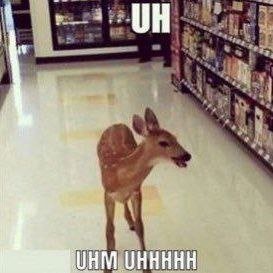 (CHECK PINNED) Deer in Places they Shouldn't Be's profile picture