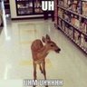Profilbild von (CHECK PINNED) Deer in Places they Shouldn't Be