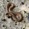 snake 的头像