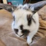ゴマチャン(小田切 日方) profil fotoğrafı